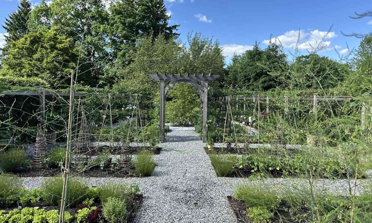 backyard vegetable garden