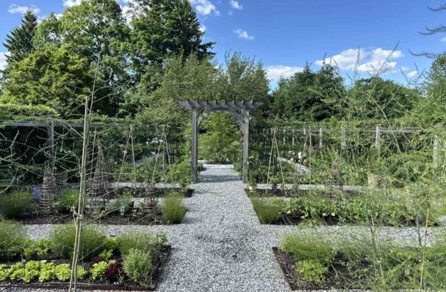 backyard vegetable garden